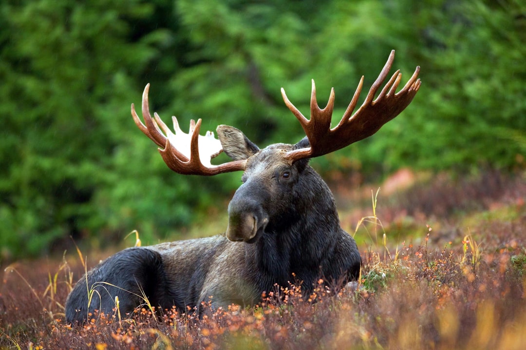 7 Common Moose Hunting Mistakes That Cost Hunters Their Tag