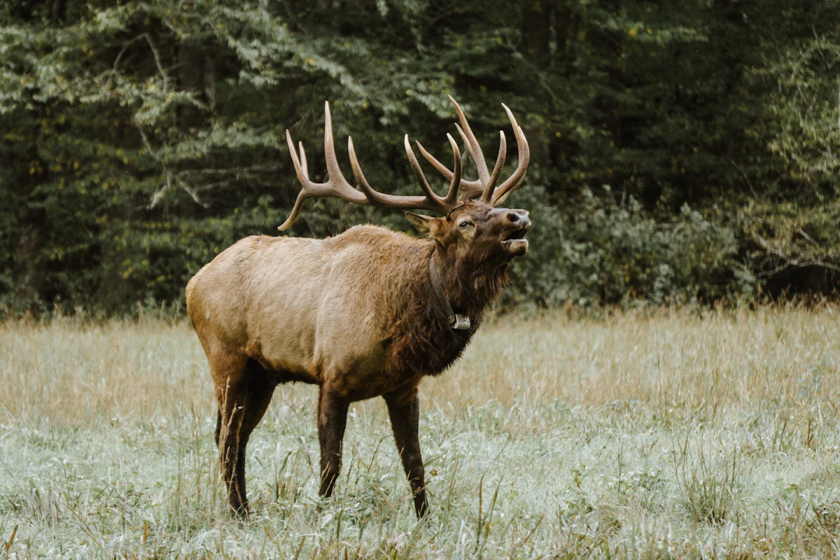 7 Elk Calling Mistakes That Cost Beginners Bulls Every Season