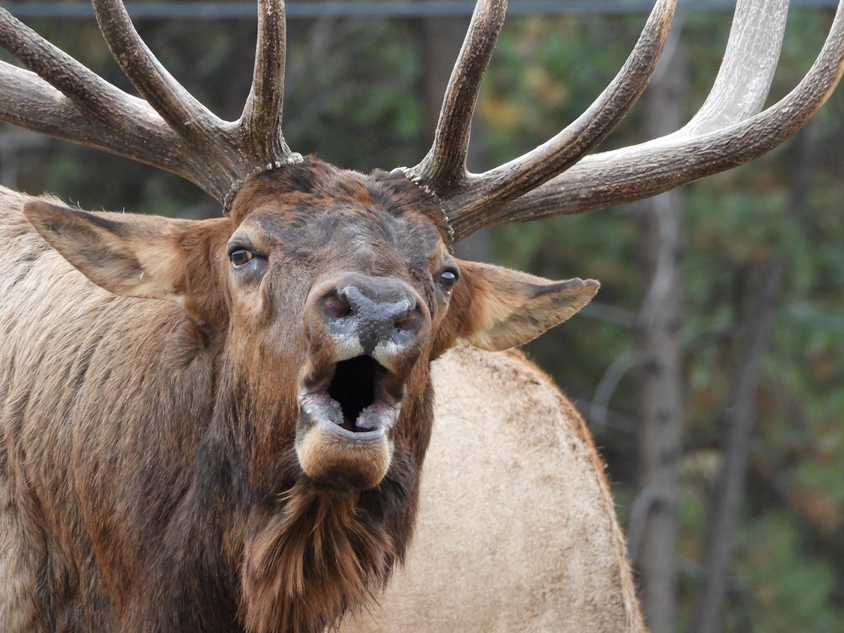 Advertising Bugles Explained: What Elk Are Really Saying