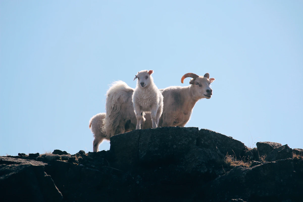 Alaska Dall Sheep Draw Odds 2027: Permits & Strategy