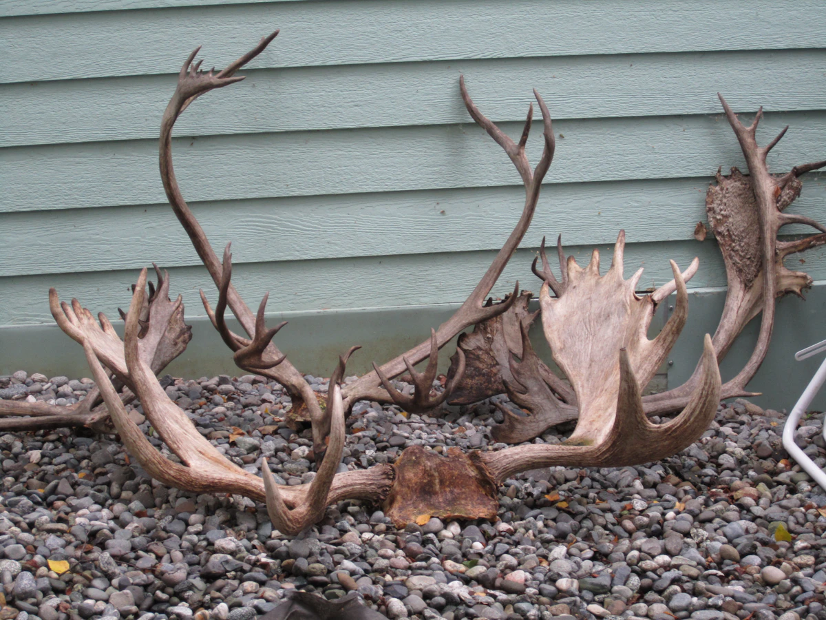 Alaska Guided Caribou Hunts 2027: Costs & Tags