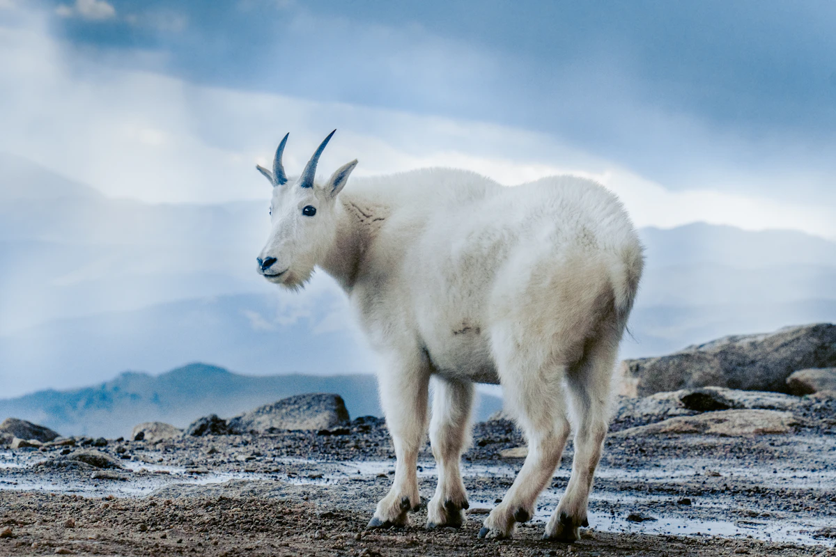 Alaska Guided Mountain Goat Hunts 2027: Costs, Tags, Draw Odds & Outfitters