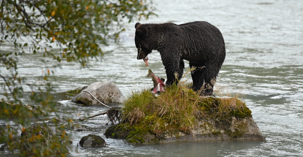Alaska Hunting Draw Guide 2027: Dates, Odds, Tags & Applications