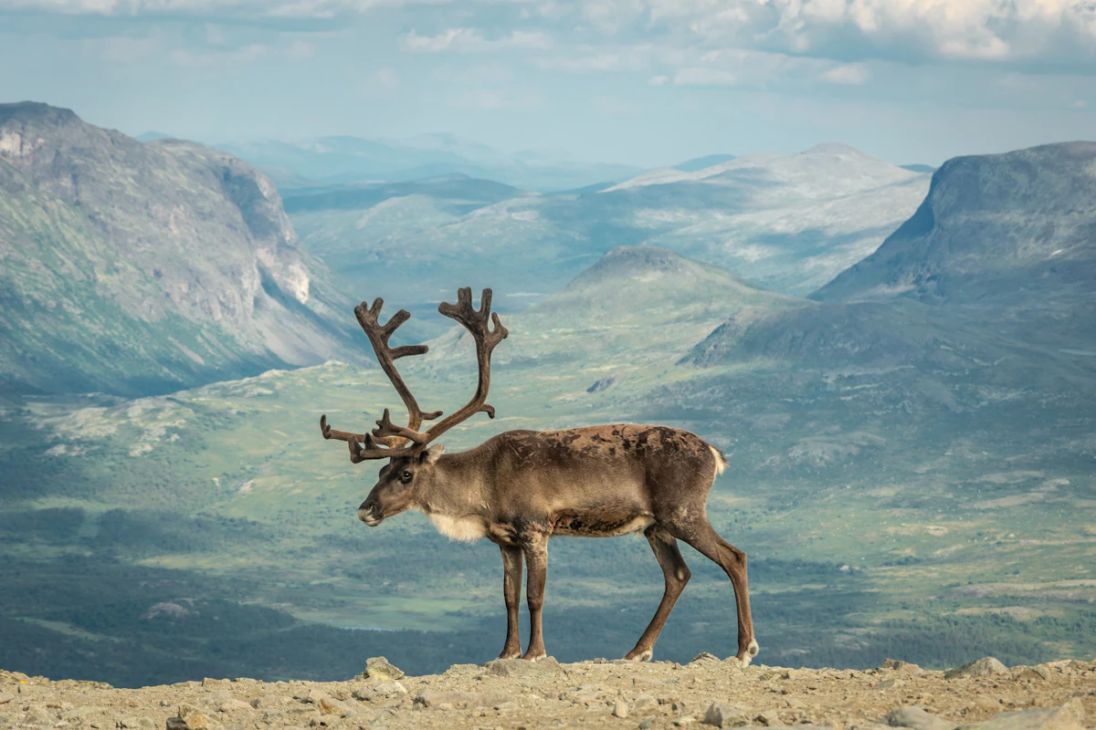 Alaska Nonresident Caribou Draw Odds 2027: Tags & Hunts
