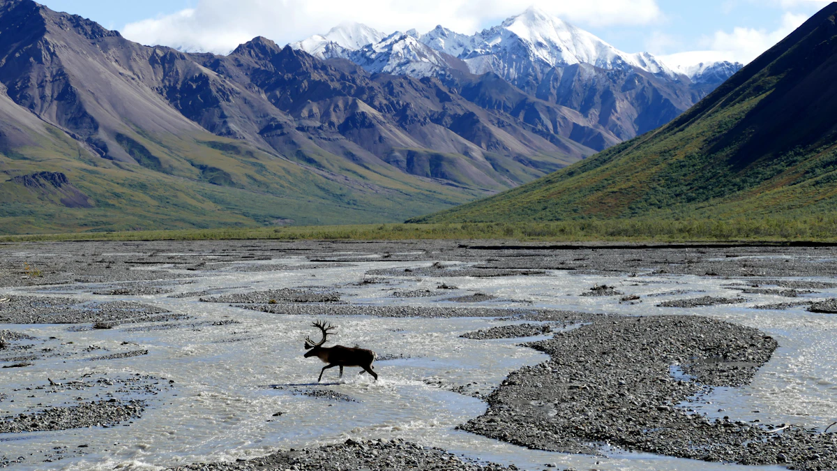Alaska Hunting Draw 2027: Random Odds & Application Guide