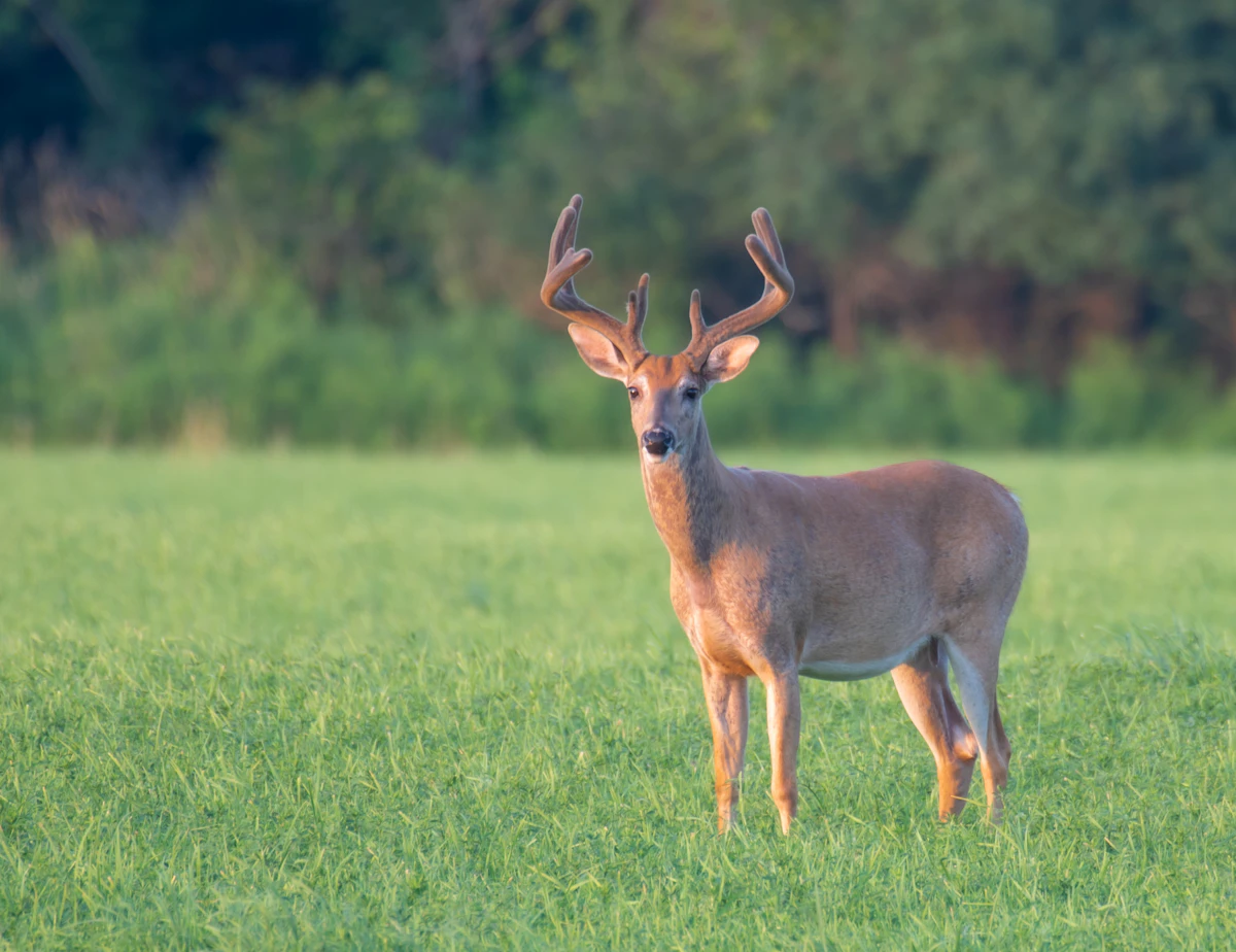Planning a Whitetail Hunt Around the Rut 2027: Best Dates, States & Strategies