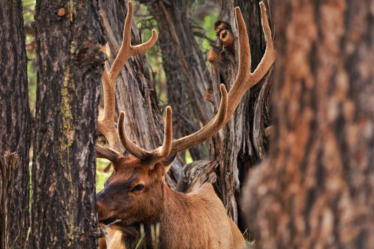 Arizona Elk Draw Odds With 5 Points 2027: Best Strategy