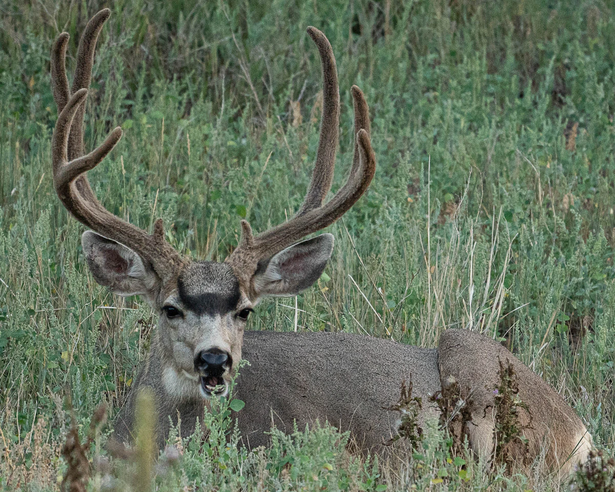 Arizona Mule Deer Draw Odds With Zero Points 2027: What Can You Draw?