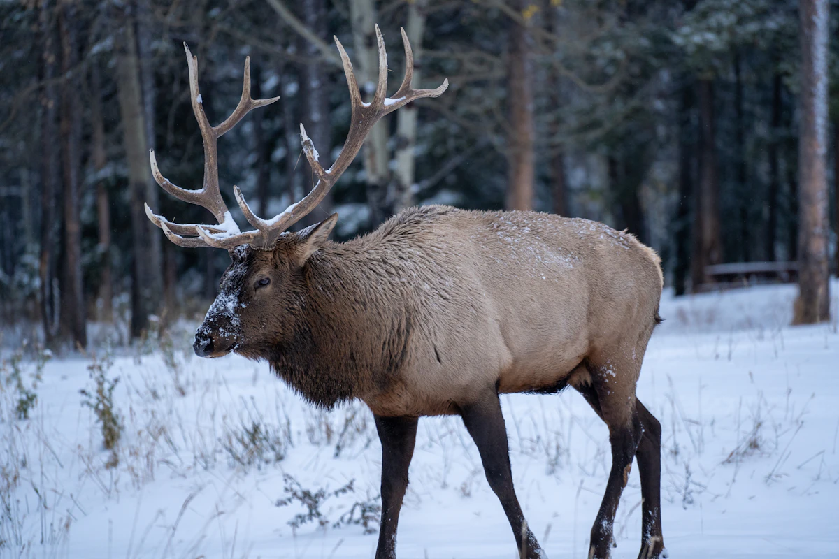 Backcountry Elk Hunting in Idaho 2027: Essential Strategies and Updates