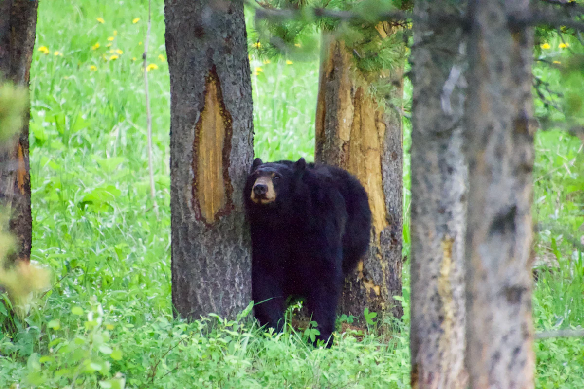 Bear Baiting Rules and Legal Methods in Florida