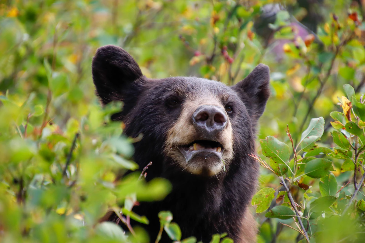 Best Bear Hunting Gear for Florida Conditions
