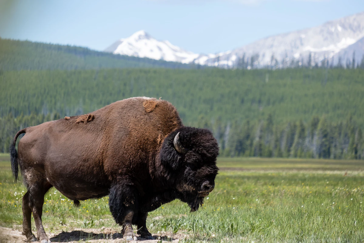 Best Bison Ammunition 2026: Cartridges and Bullets That Actually Work