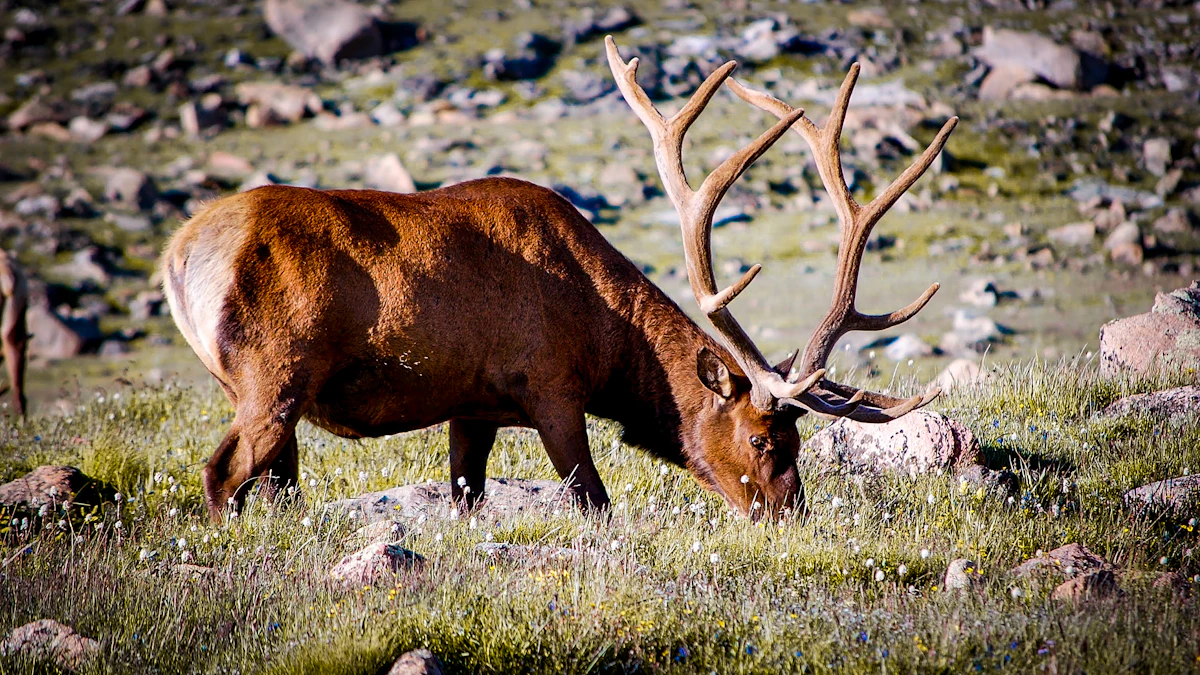 Best Colorado Elk Hunts With Zero Points in 2027