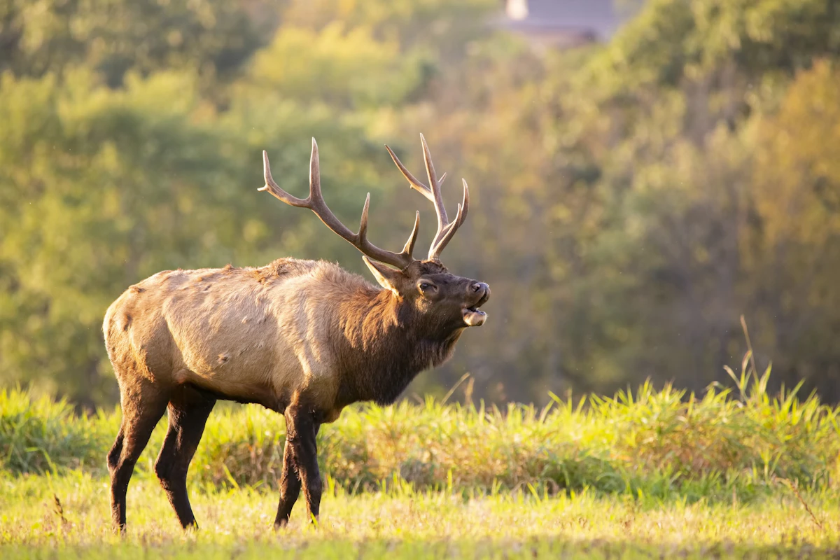 Best Compound Bows for Elk Hunting in 2026 — Top Picks for Western Bowhunters