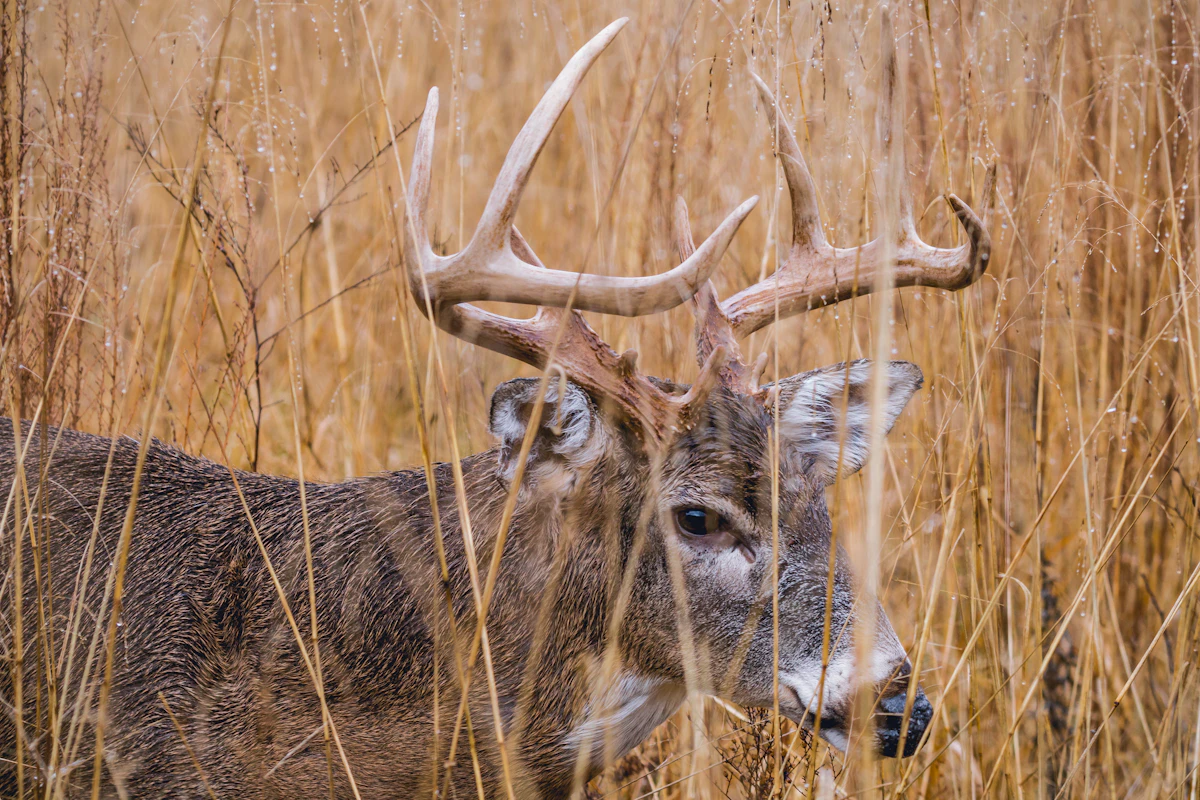 Best Deer Calls for Whitetail and Mule Deer Hunting in 2026