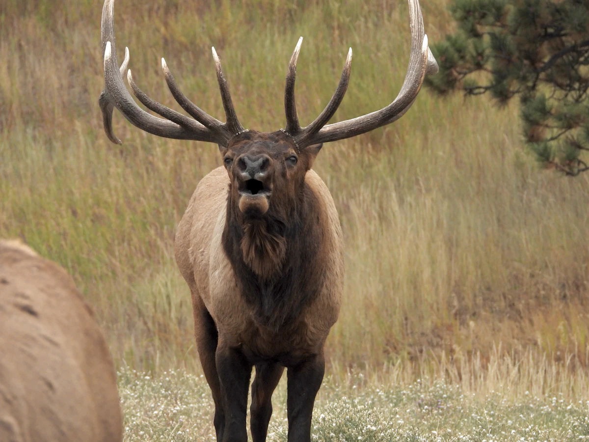 Best Elk Calls for 2025 — Diaphragm, Tube, and Electronic Calls Tested