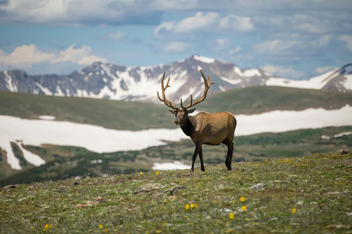 Best Elk Terrain Features: Where to Find Bulls When It Counts
