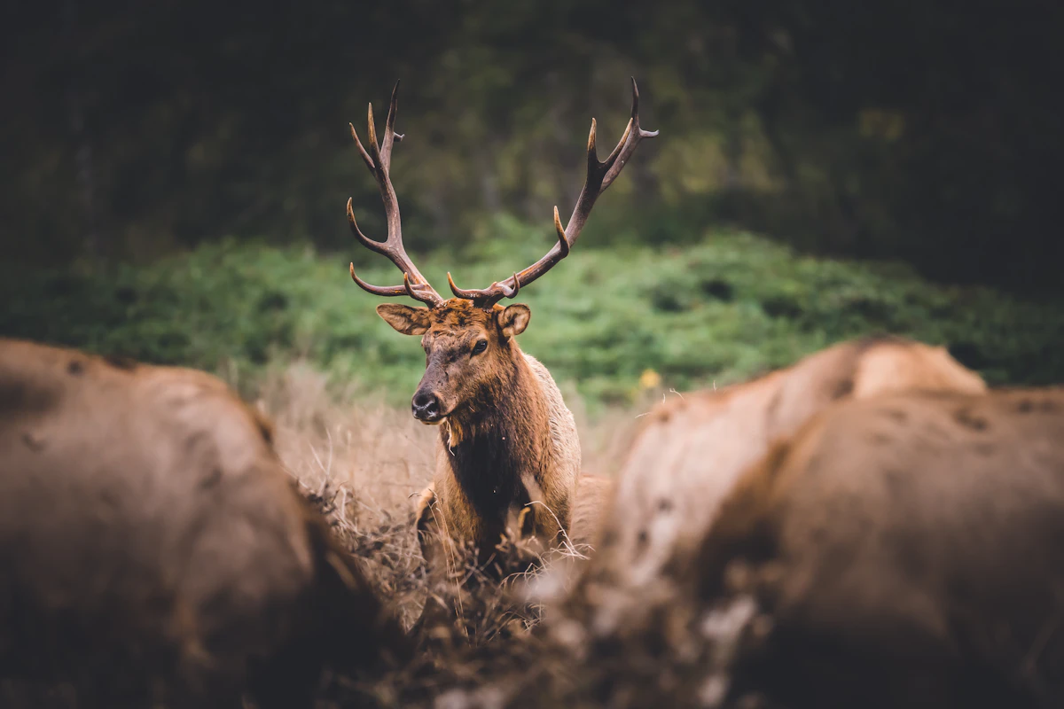 Best Elk Units Under 5 Points