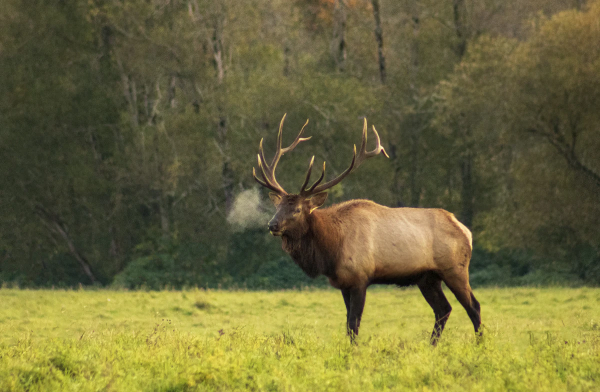 Best Game Bags for Elk and Big Game in 2026: Field-Tested Picks