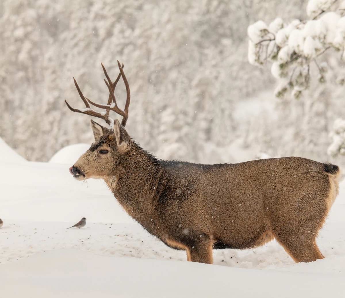 Best Late Season Mule Deer Units