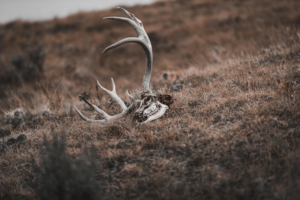 Best Muzzleloaders for Deer in 2025: Top Picks for Accuracy and Performance