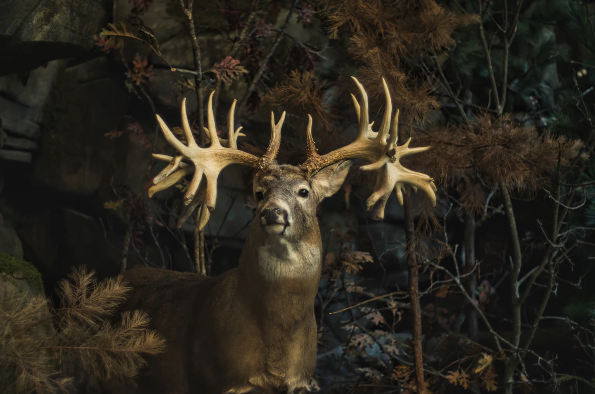 Best Public Land Whitetail States for DIY Hunters in 2025