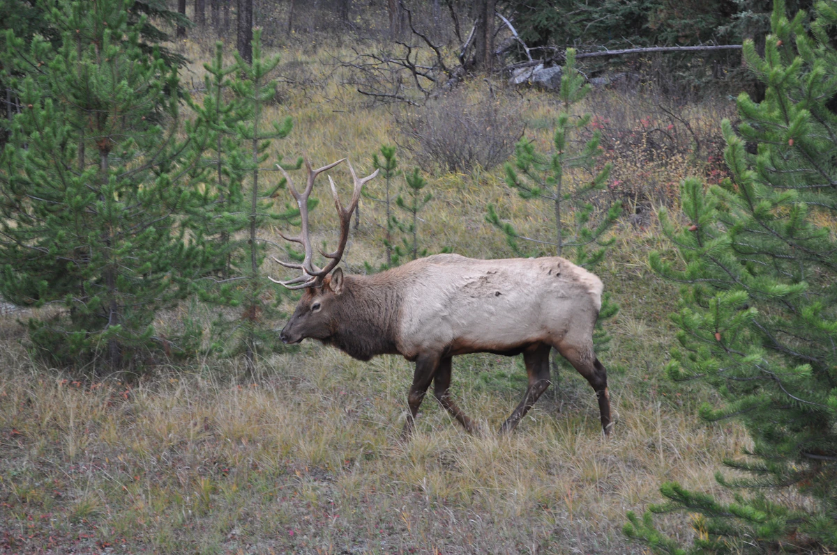 Best Remaining OTC and General Elk Units Across the West (2026)