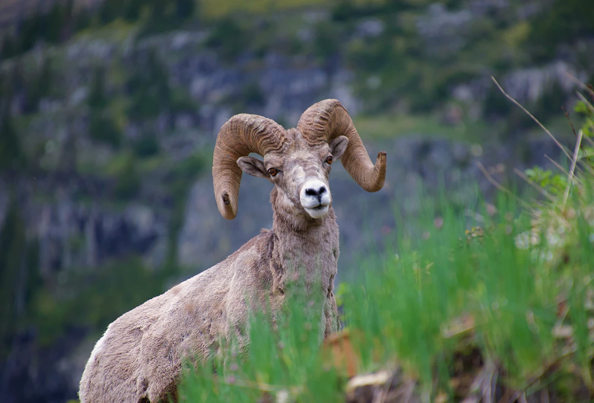 Best Sheep Bows: Ultralight Setups for Alpine Hunts