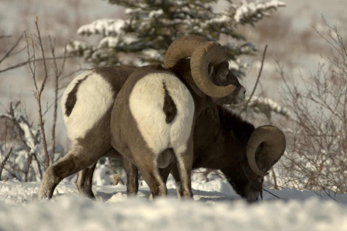 Best Sheep Hunting Ammunition: Cartridges and Bullets for Rocky Mountain Bighorns