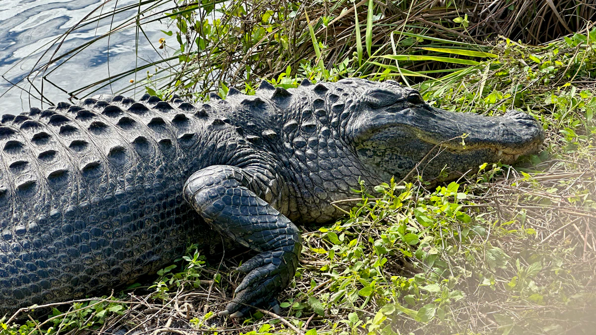 Best States for Alligator Hunting: Where to Draw Tags and Hunt Gators in 2026