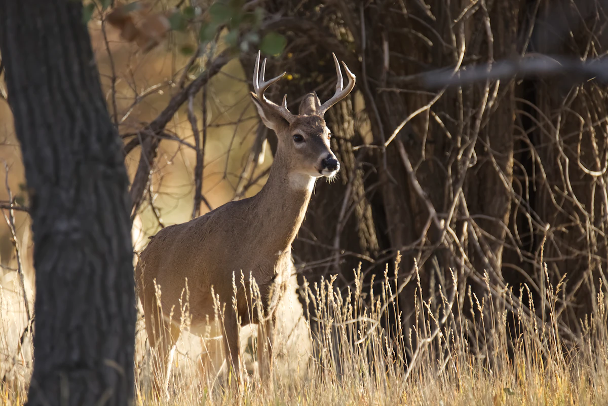 Best States for Hunting Coues Deer: Where to Chase the Grey Ghost
