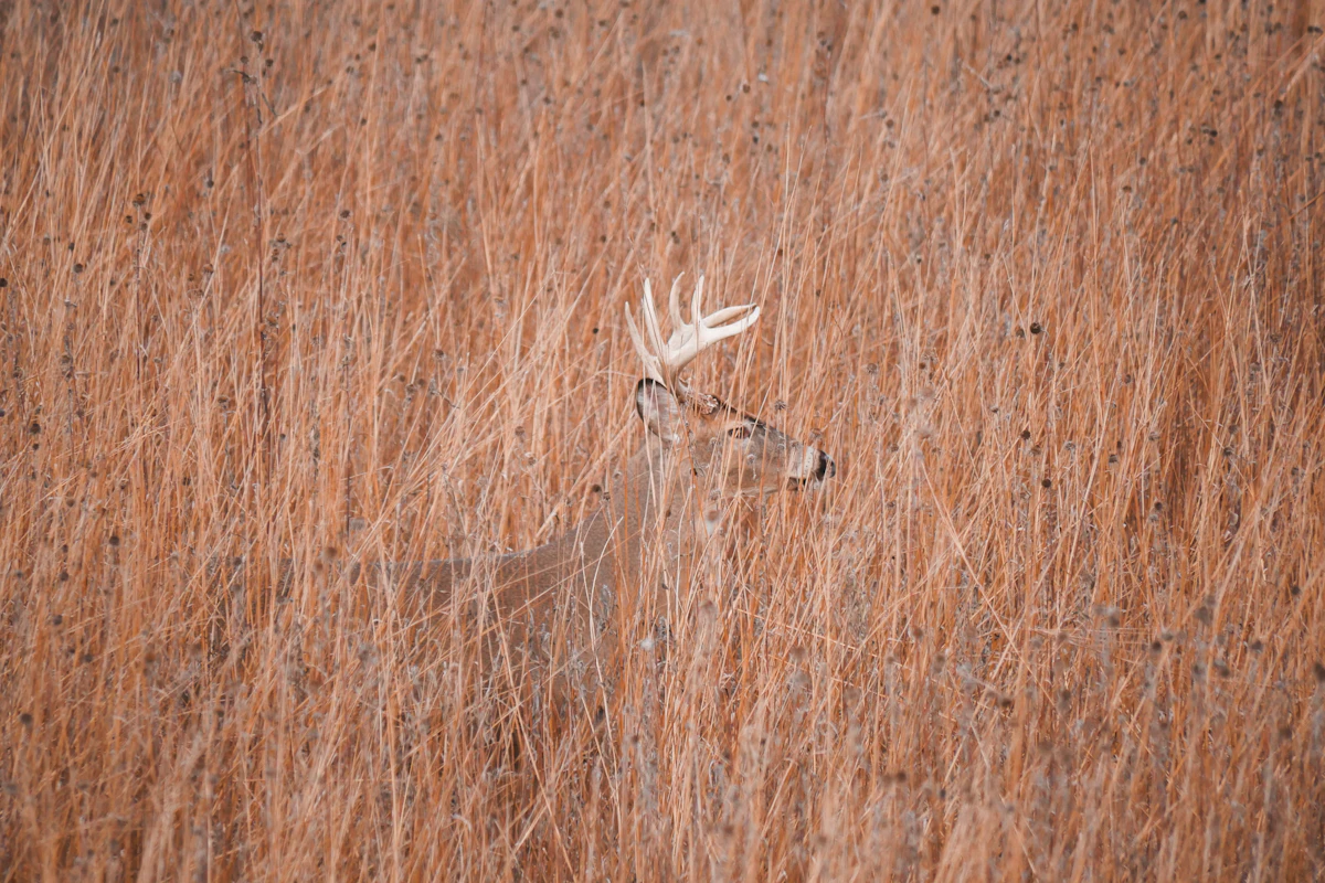 Best Whitetail Broadheads for 2025: Fixed vs. Mechanical Tested