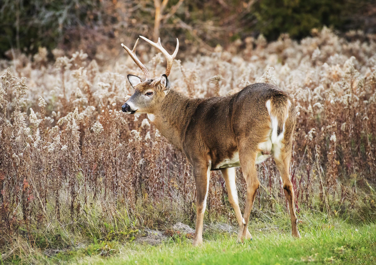 Best Wisconsin Counties for Whitetail Deer Hunting in 2027