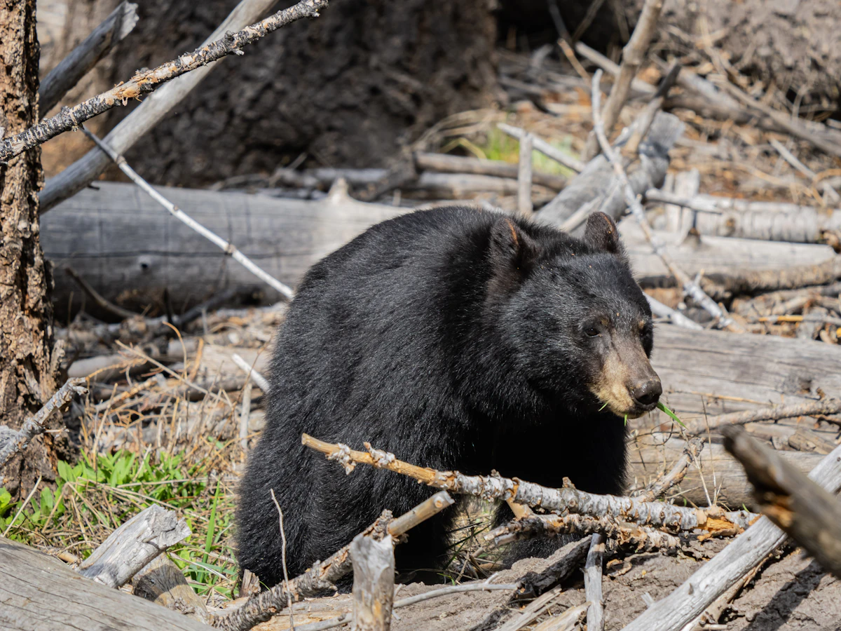 California Guided Black Bear Hunts 2027: Tags, Seasons & Costs