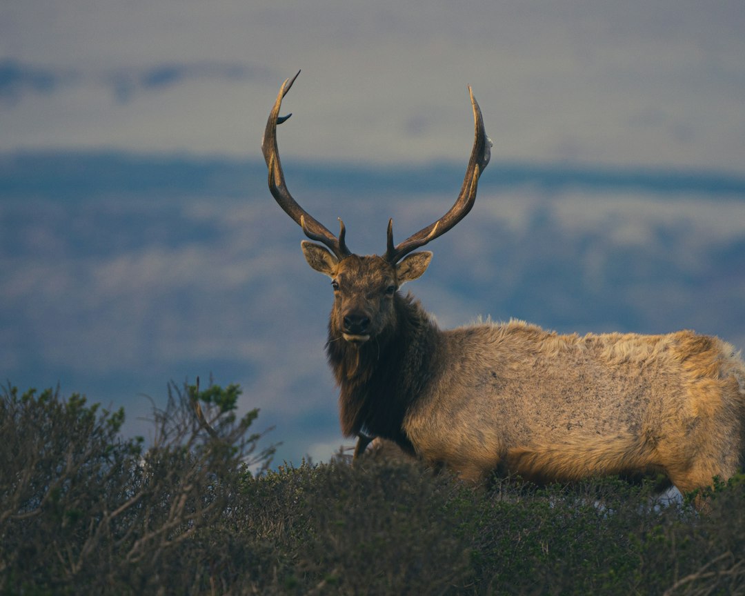 California Guided Elk Hunts 2027: Tags, Draw & Costs