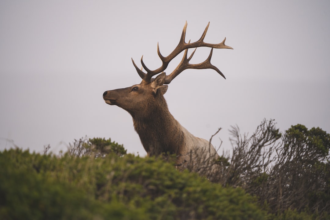 California Guided Tule Elk Hunts 2027: Tags & Odds