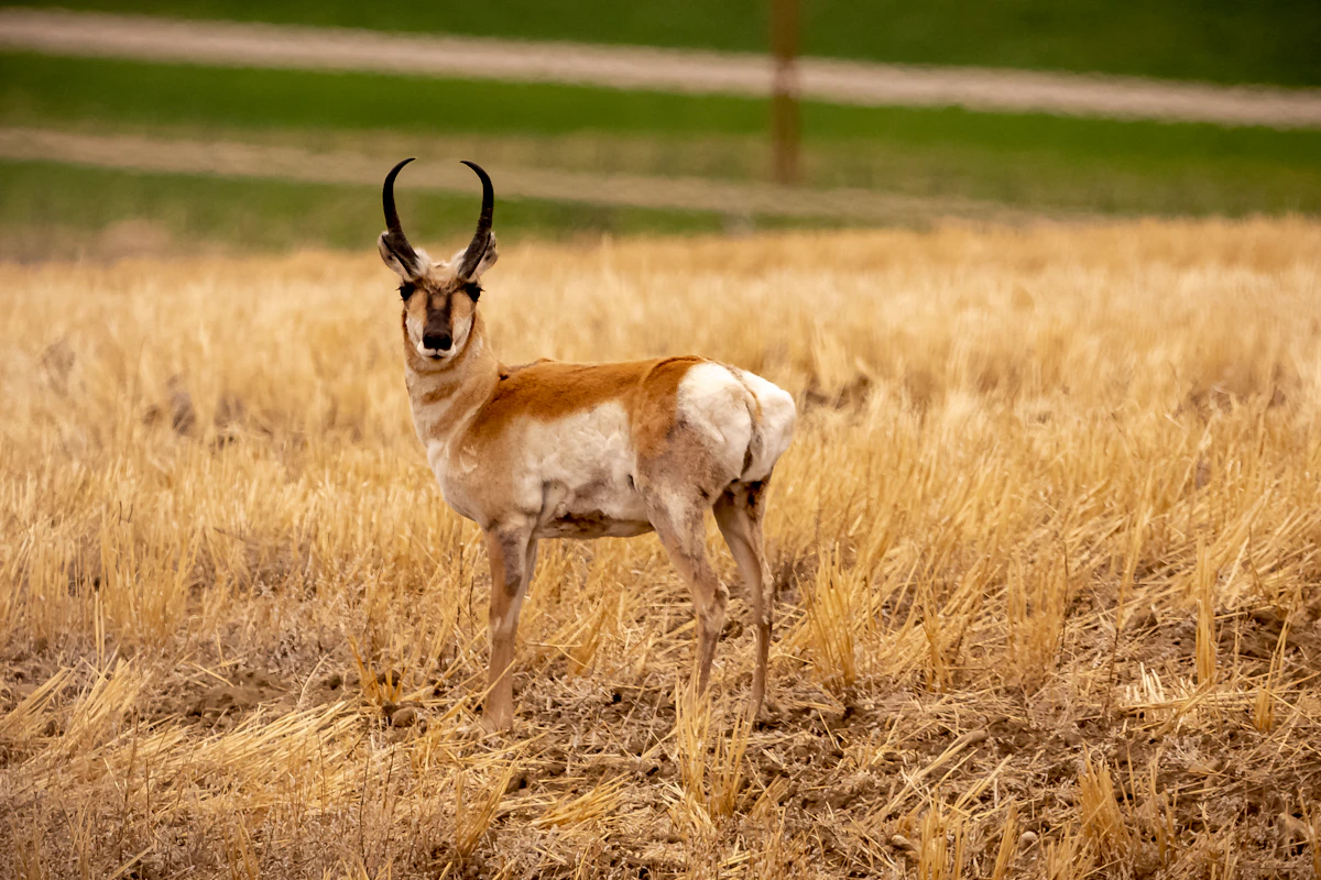 California Pronghorn Draw Odds 2027: Tags, Points & Units