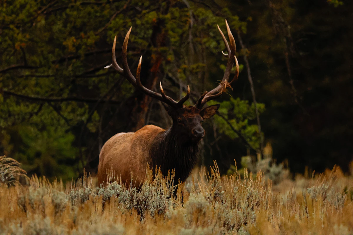 Calling Elk Post-Rut: Strategies for Late-Season Success