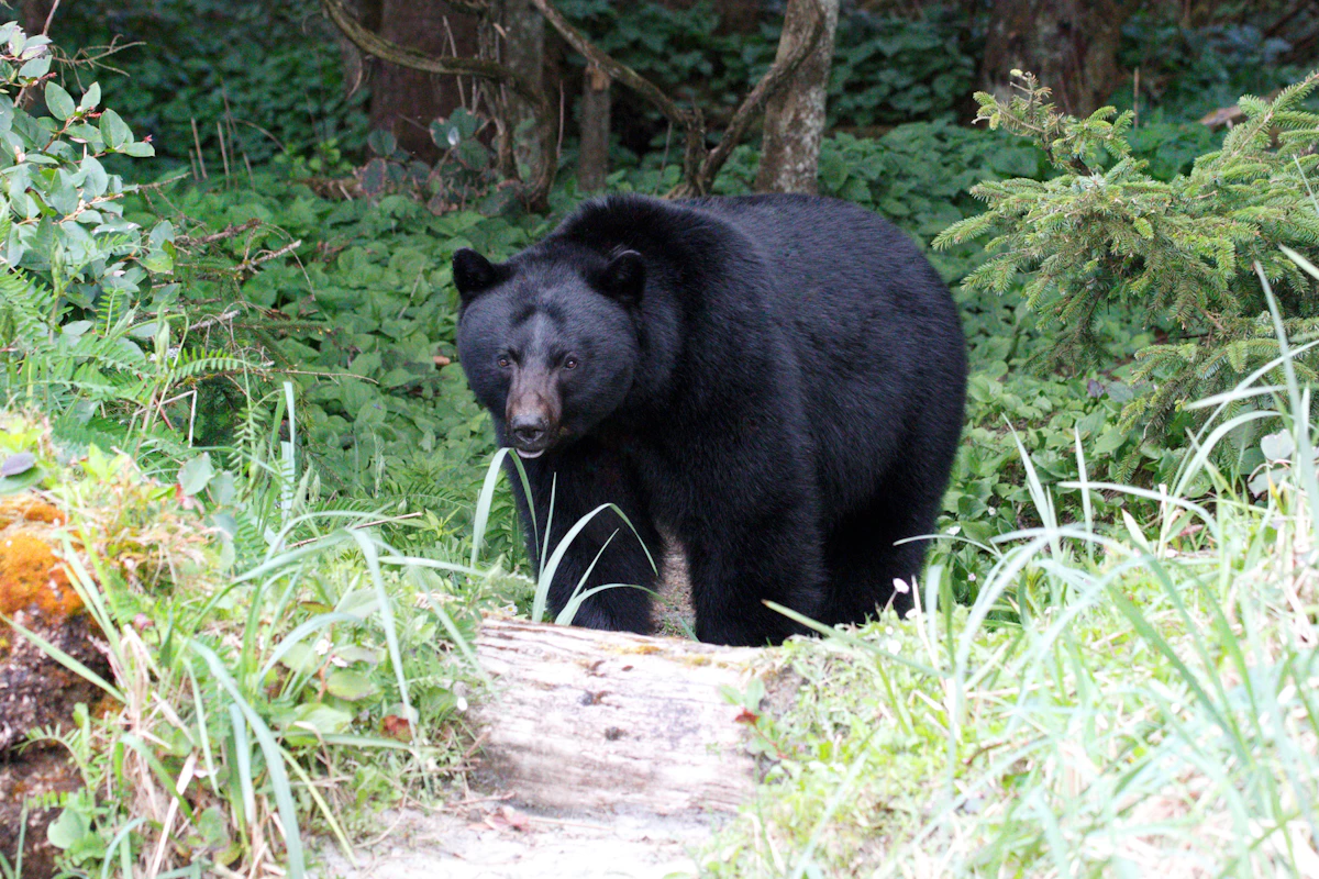 Can Nonresidents Hunt Bears in Florida? What Out-of-State Hunters Need to Know