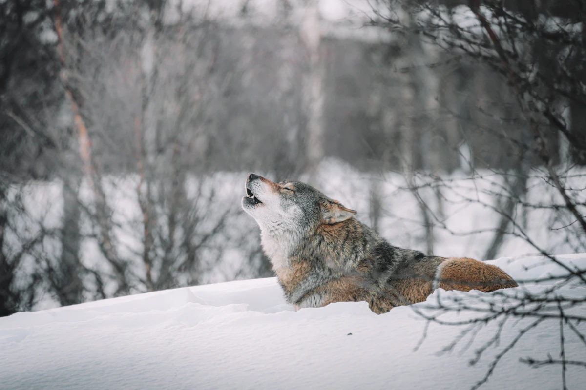 Can Nonresidents Hunt Wolves in Idaho in 2027?