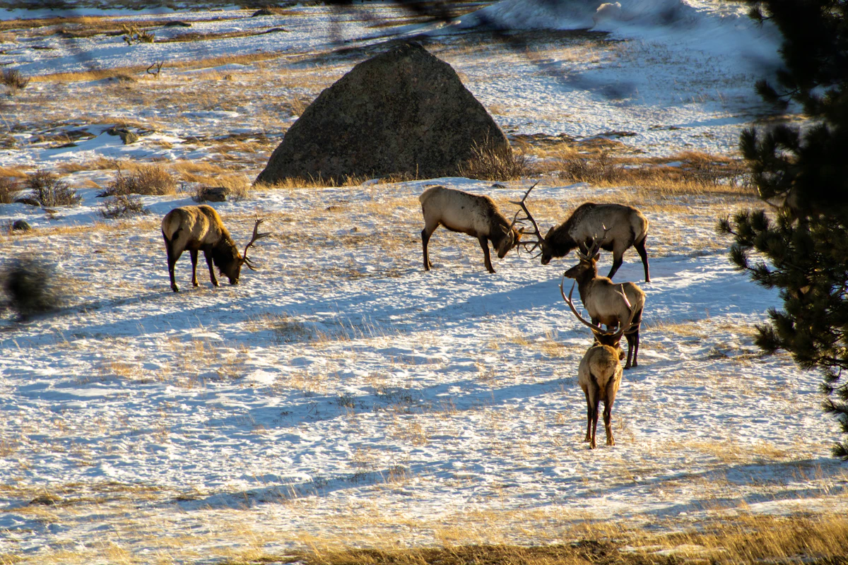 So… Can You Actually Hunt Elk Without Points?