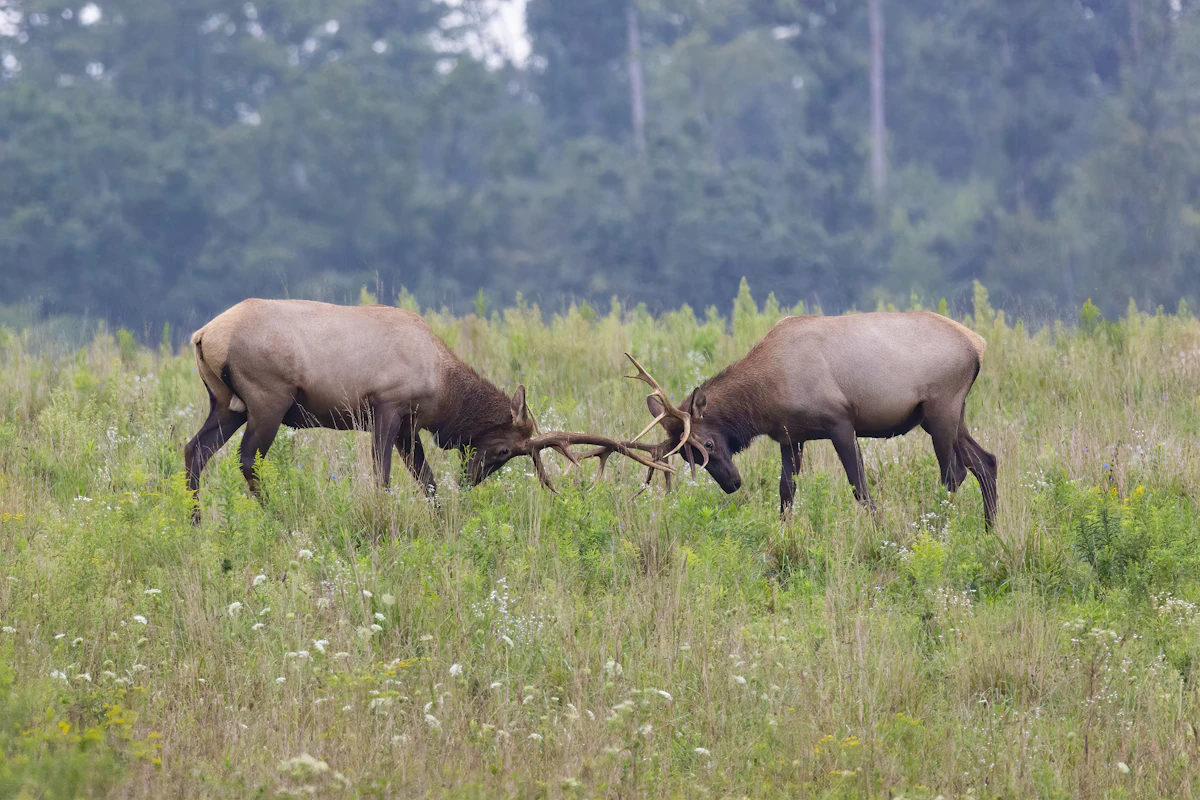 Challenge Bugles Explained: What Bulls Are Really Saying and How to Respond
