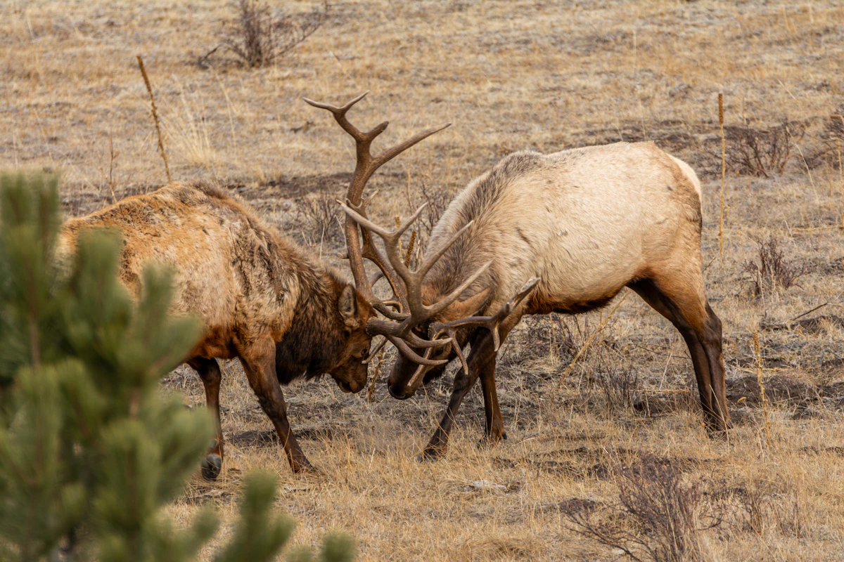 Challenge Bugles Explained: What Bulls Are Really Saying and How to Respond