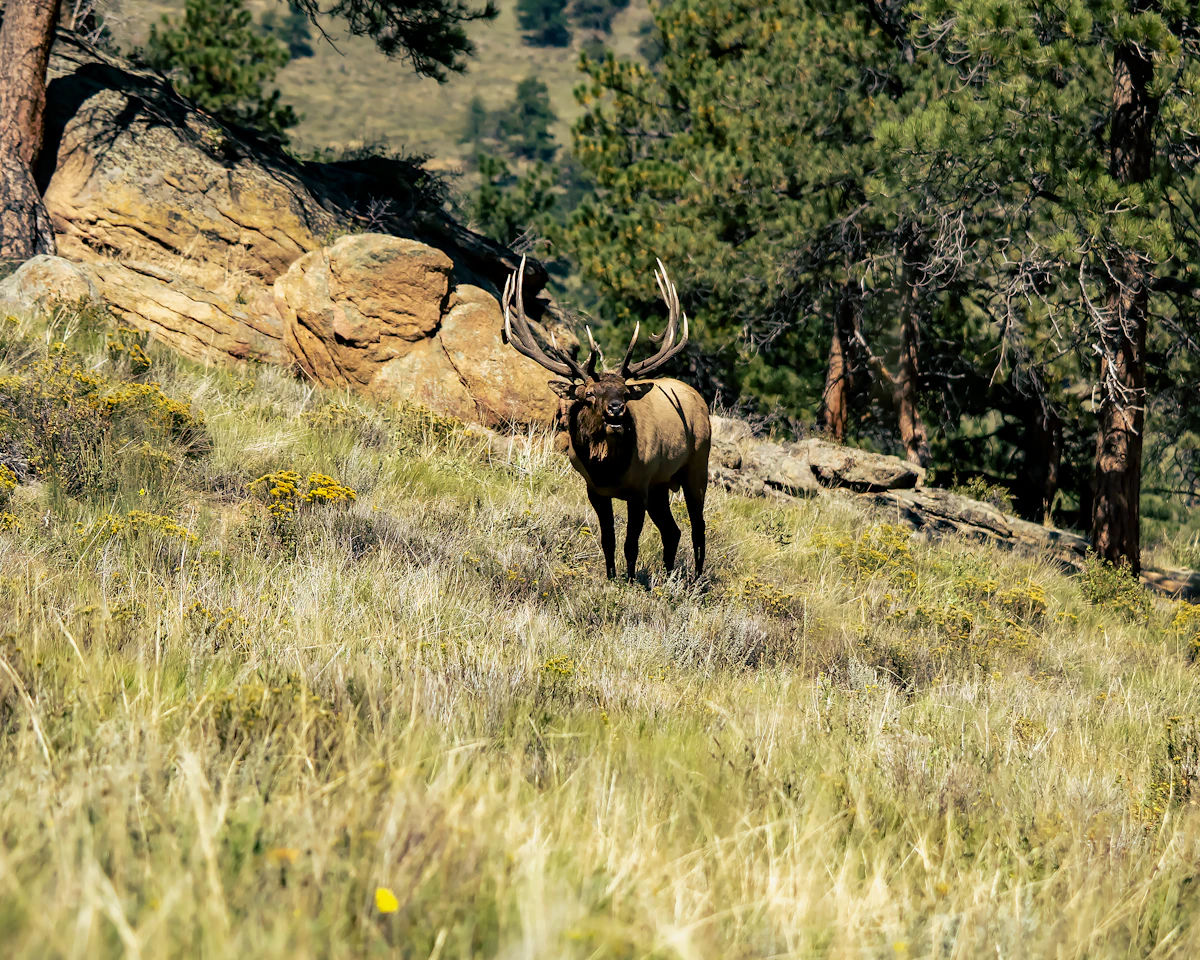 Colorado Elk Application Strategy 2027: Draw Odds, Points & Units