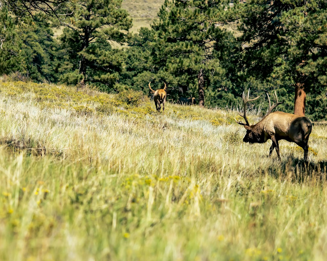 Colorado Guided Elk Hunts 2027: Tags, Odds & Costs