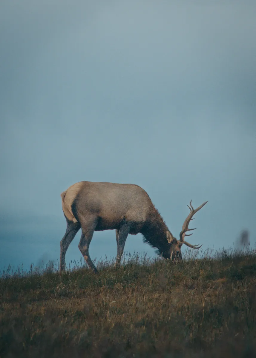Common DIY Hunting Mistakes — Hard Lessons from the Field