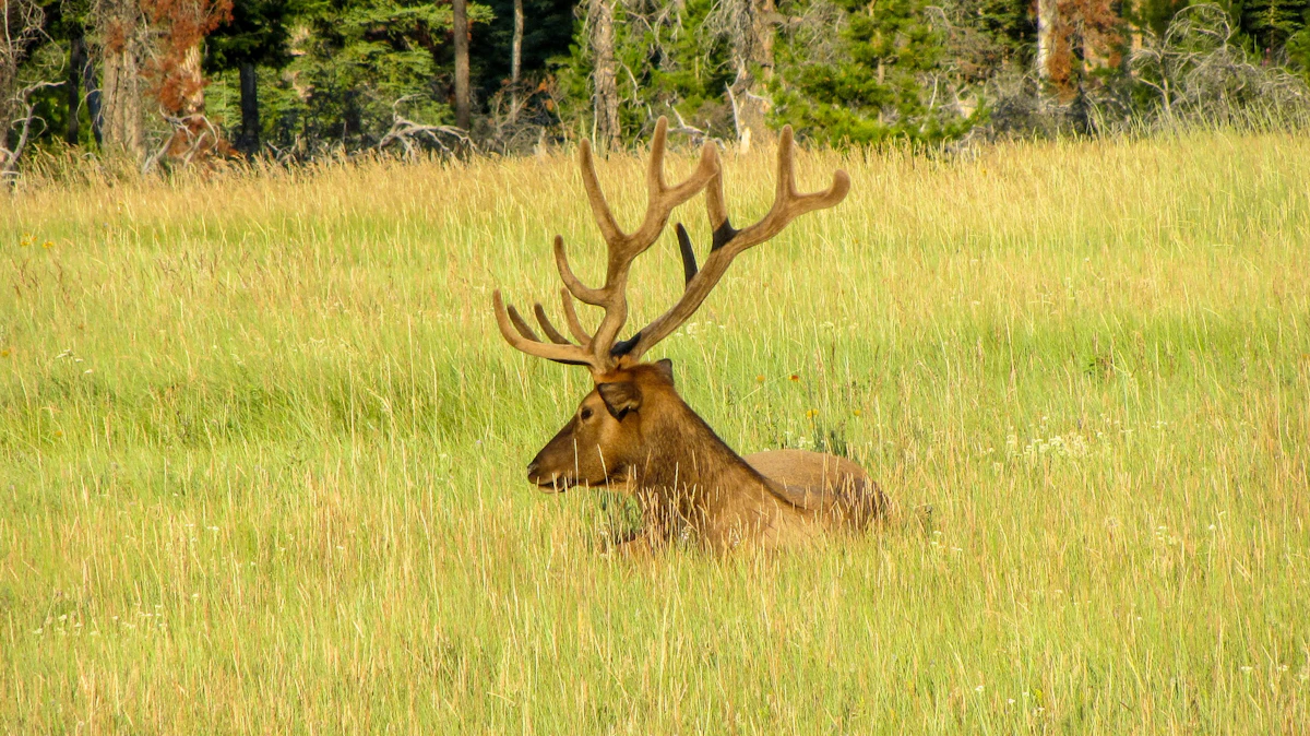 Complete Elk Bow Setup Guide 2026: Gear, Tuning & Field-Tested Tips