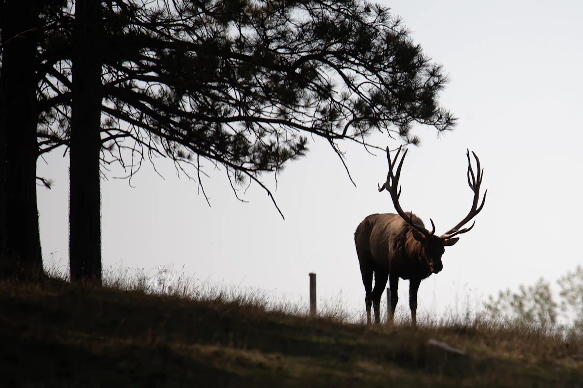 Complete Elk Calling Guide: Mastering Bugling, Cow Calls, and When to Stay Silent