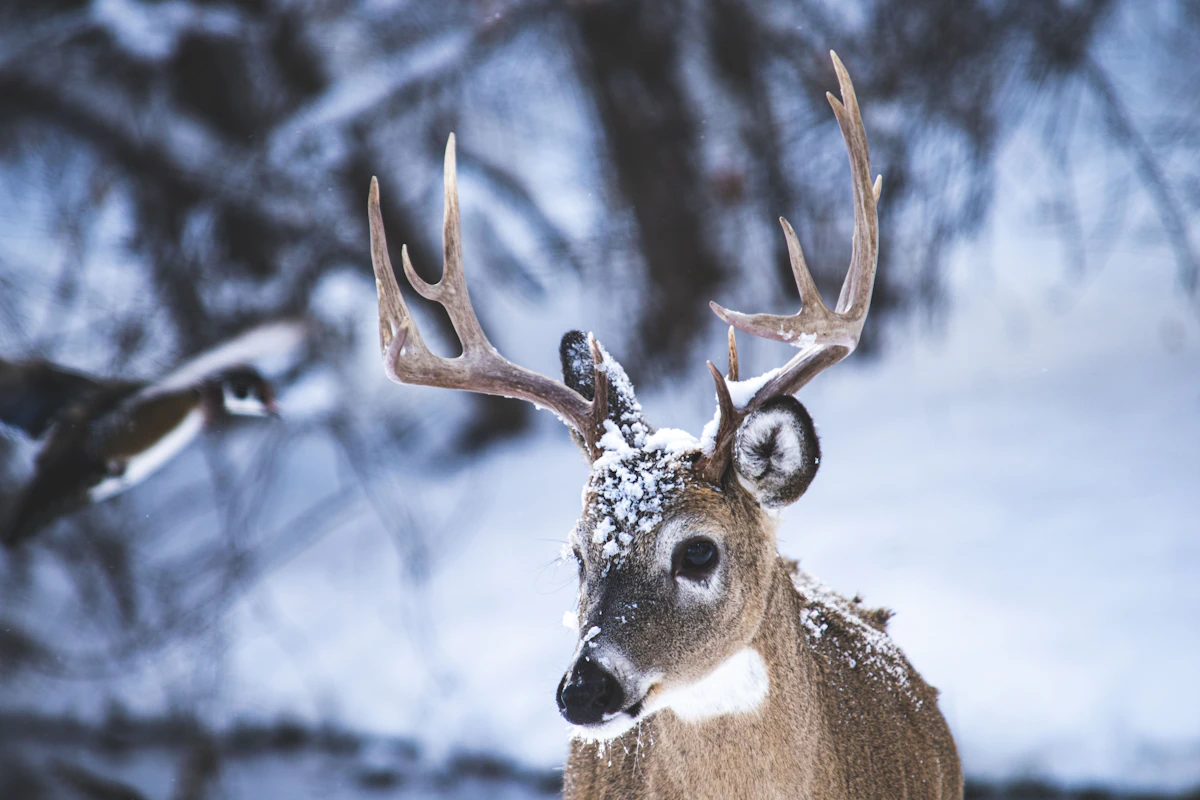 Complete Guide to Whitetail Hunting: Strategies, Tactics & Year-Round Planning