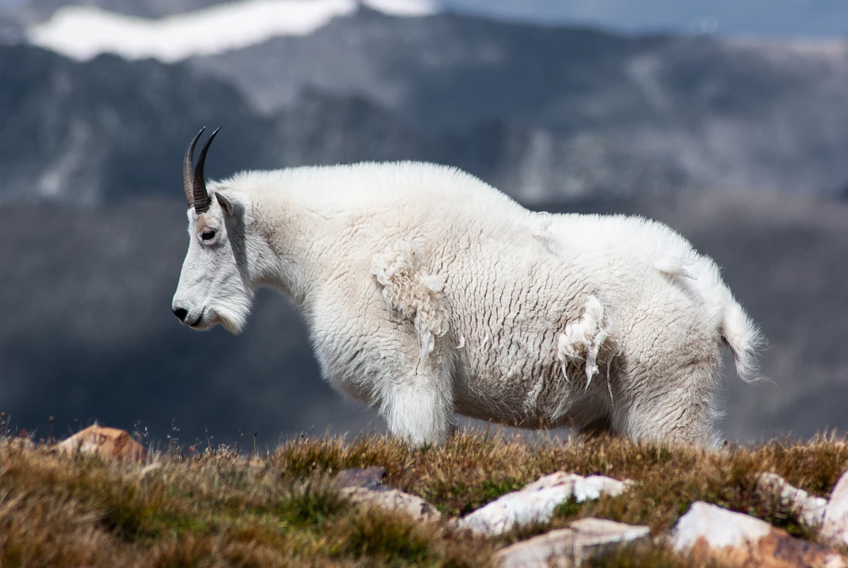 Complete Mountain Goat Hunting Guide: Planning, Draws, and Strategy